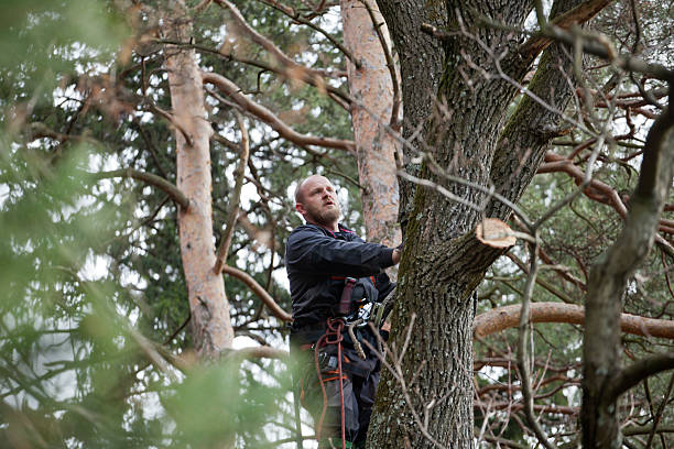 How Our Tree Care Process Works  in  Kankakee, IL