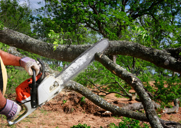 Professional Tree Services in Kankakee, IL